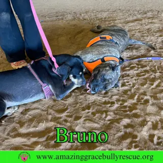 Bruno