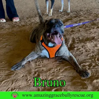 Bruno