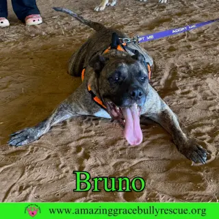 Bruno