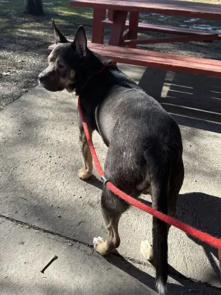 Gizmo