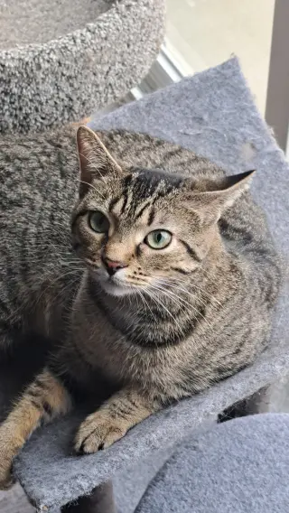 CAT - FRANNIE