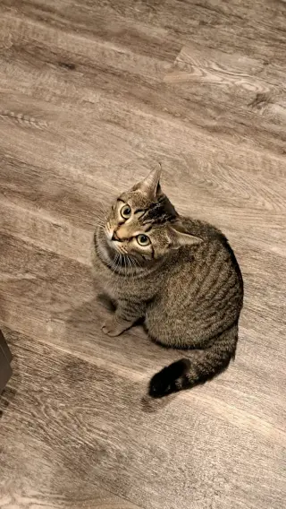 CAT - FRANNIE