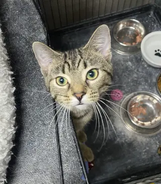 CAT - FRANNIE
