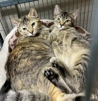 CAT - FRANNIE