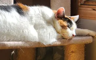 Mimi (Mama)
