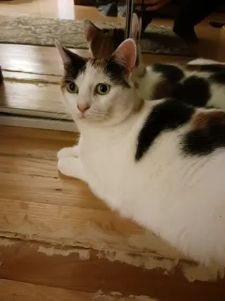 Mimi (Mama)