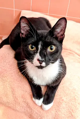 KITTY OMAIRE