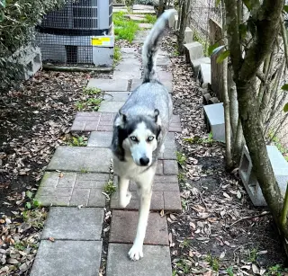 Xena #blue-eyed-beauty