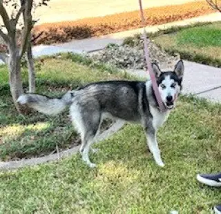 Xena #blue-eyed-beauty