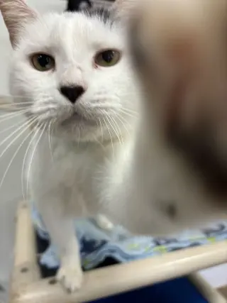 BT (Black Tail)