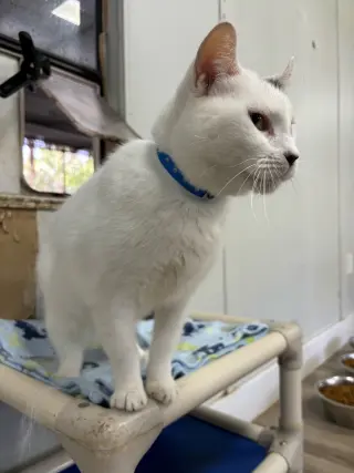 BT (Black Tail)