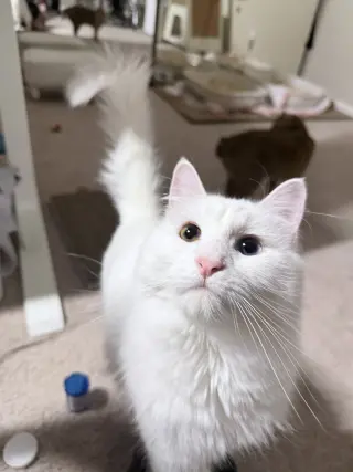 McFlurry (bonded w/ Boba)