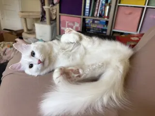 McFlurry (bonded w/ Boba)