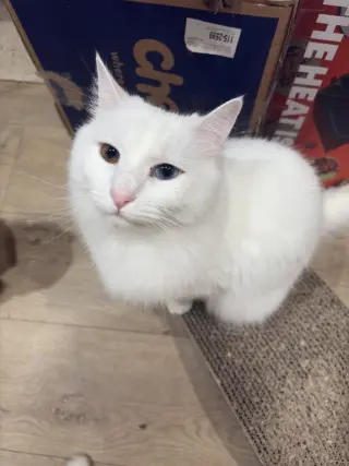 McFlurry (bonded w/ Boba)