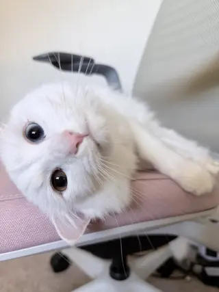McFlurry (bonded w/ Boba)