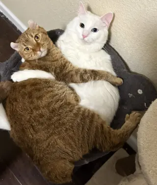 McFlurry (bonded w/ Boba)