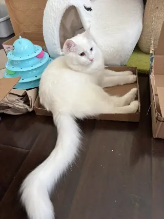 McFlurry (bonded w/ Boba)