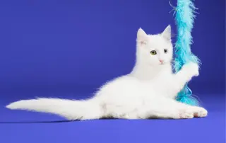 McFlurry (bonded w/ Boba)