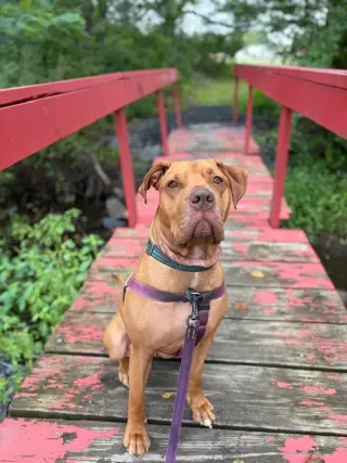 Clementine