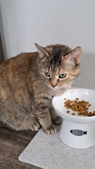 CAT - FAITH