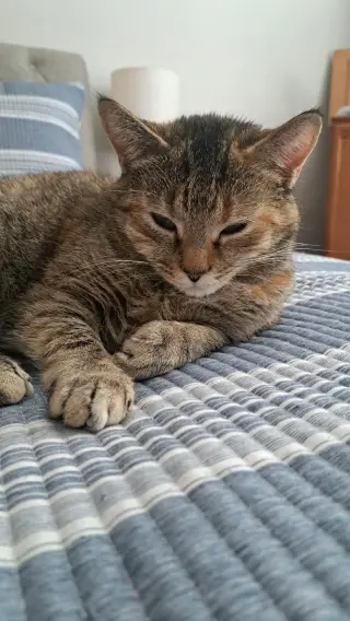 CAT - FAITH