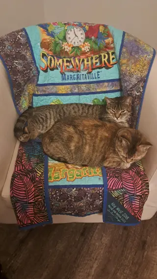 CAT - FAITH