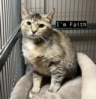 CAT - FAITH