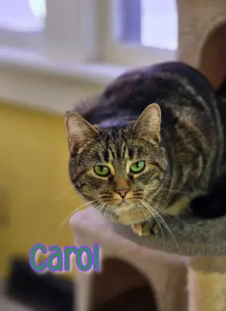Carol