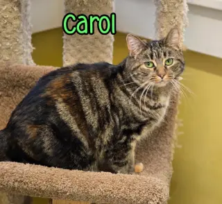 Carol