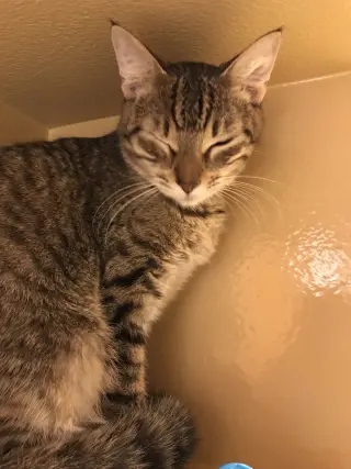 Tiggie