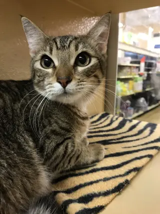 Tiggie