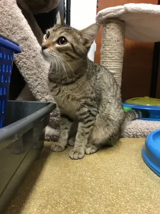 Tiggie