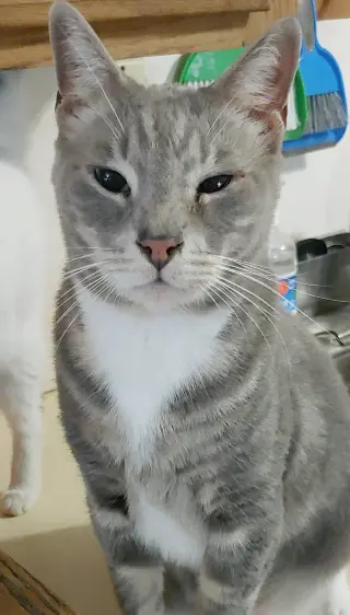 Cashew