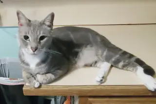 Cashew