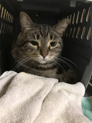 Poka