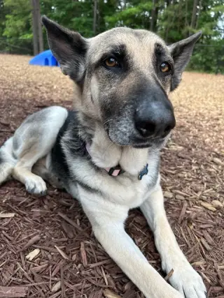 Maggie