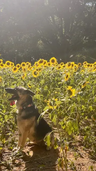 Maggie