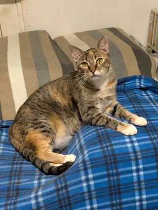 Dotti