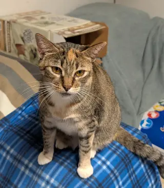 Dotti