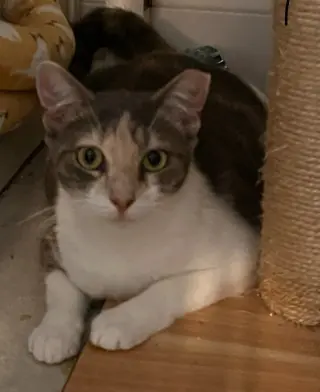 Poppy