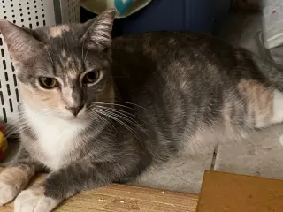 Penny