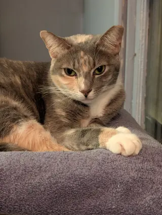 Penny