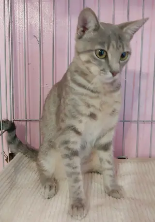 Freya
