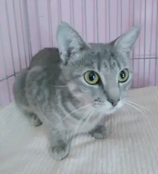 Freya