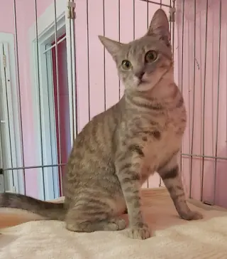 Freya