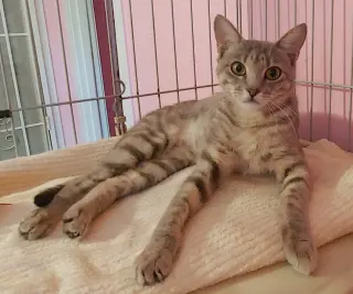 Freya