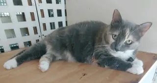 Patches