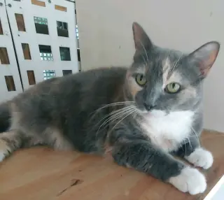 Patches