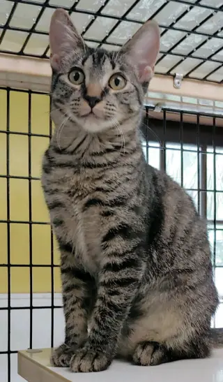 Kelda