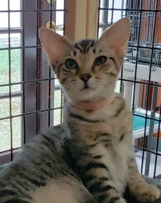 Precious